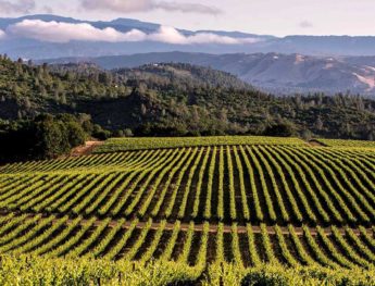 California’s Wine Valley Could Be The New Marijuana Valley