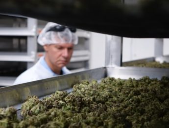 Aurora Cannabis Could Be Ready For A New Frontier Of Marijuana